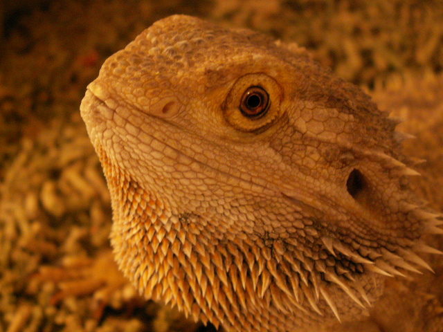 My female Beardie