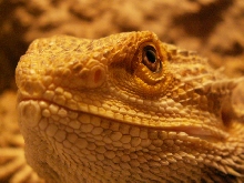 My male Beardie