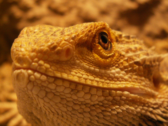 My male Beardie