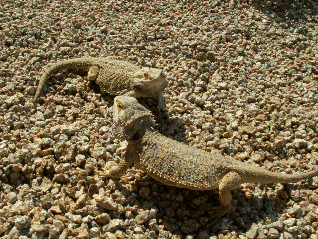 My Beardies