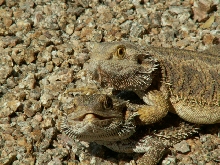 My Beardies