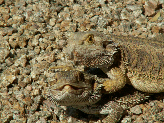 My Beardies
