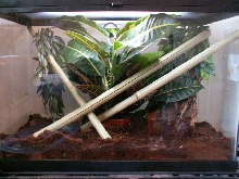 My Cresty Cage