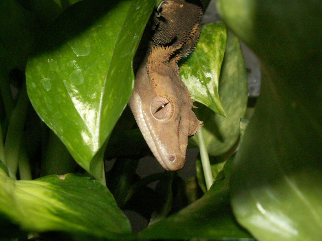 My male crested gecko