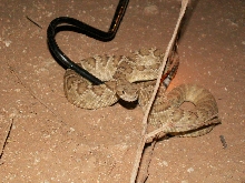 Mojave Rattlesnake