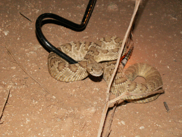 Mojave Rattlesnake