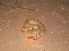 Mojave Rattlesnake
