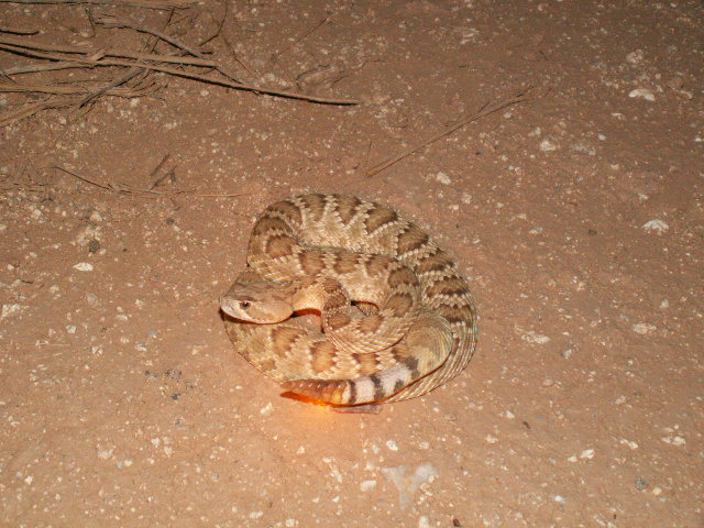Mojave Rattlesnake