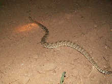 Mojave Rattlesnake