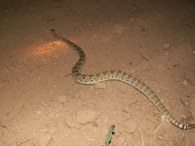 Mojave Rattlesnake