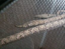 Langaha Madagascariensis