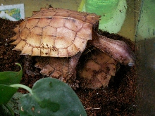 Vietnamese leaf turtles Breeding