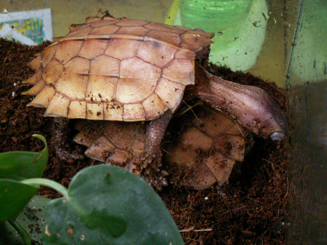 Vietnamese leaf turtles Breeding