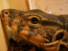 Head shot