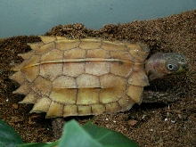 Vietnamese leaf turtles
