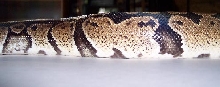 GranitePic1