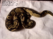Butterscotch Ghost1