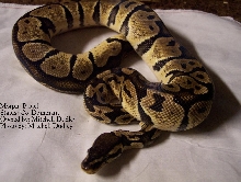 Pastel 1