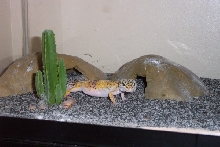 Gravid Female