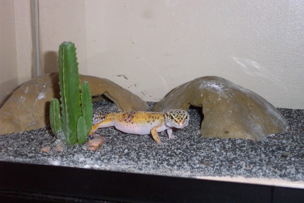 Gravid Female