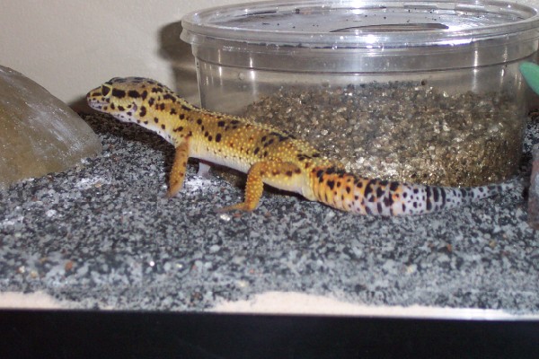 Side View