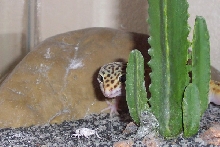 female