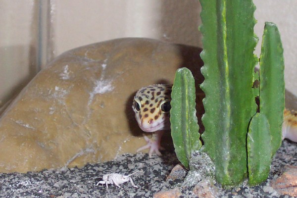 female