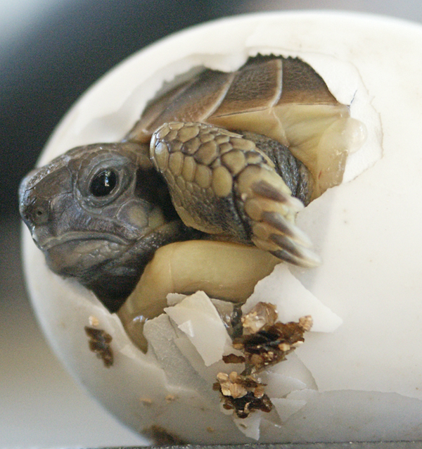 Hatching Hermans tortoise