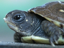 3 toed boxie baby