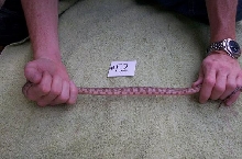 female 05 Hog Island boa