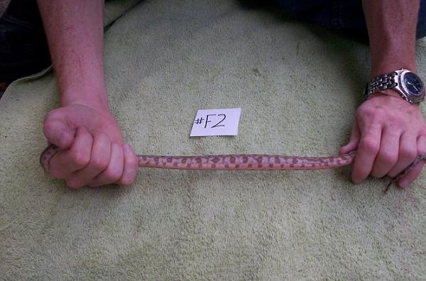 female 05 Hog Island boa