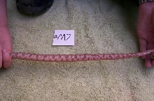 05 Hog island boa