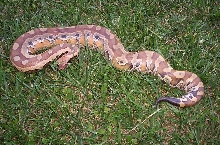 Awesome Sumatran Red Blood. Male