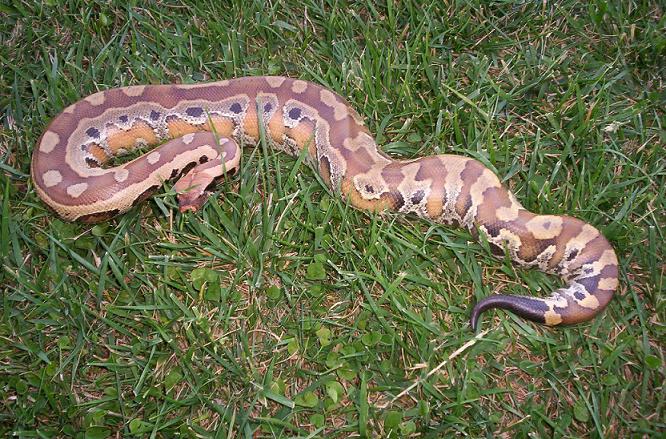 Awesome Sumatran Red Blood. Male