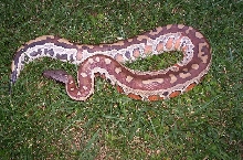 Another pic of my female.