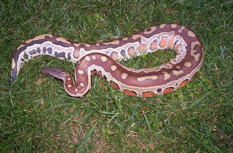 Another pic of my female.