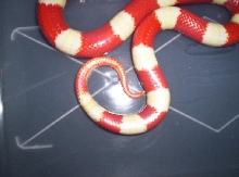 here's a good tail pic of the female albino.