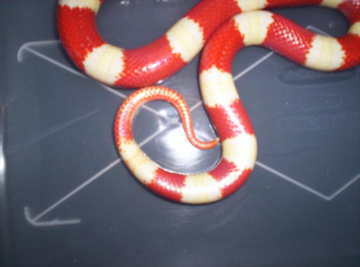 here's a good tail pic of the female albino.