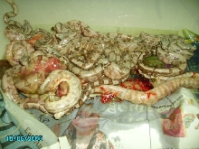 05 littler of Hog island boas.