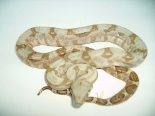 Holdback female Hog Island boa