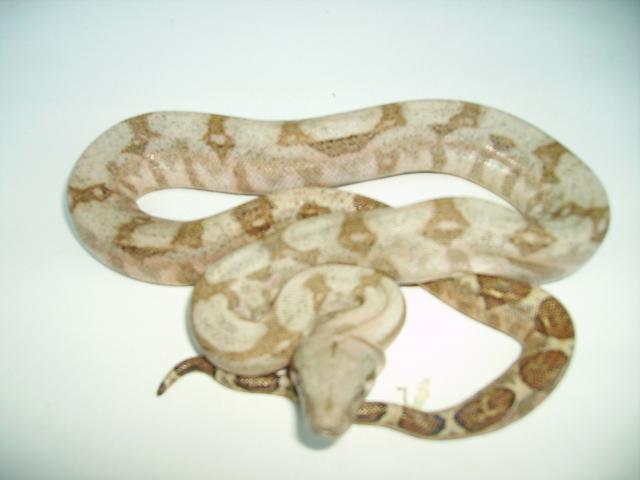 Holdback female Hog Island boa