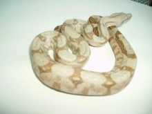 Holdback Hog Island boa male