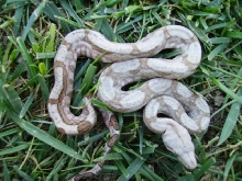 Awesome Striped female Hog Island boa