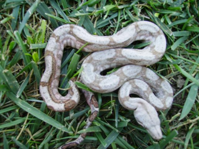 Awesome Striped female Hog Island boa