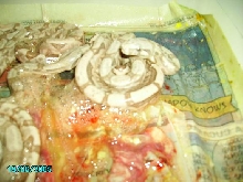 05 littler of Hog island boas