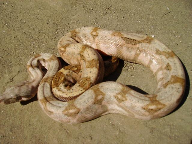 Female Hog Island boa