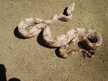 Male Hog Island boa