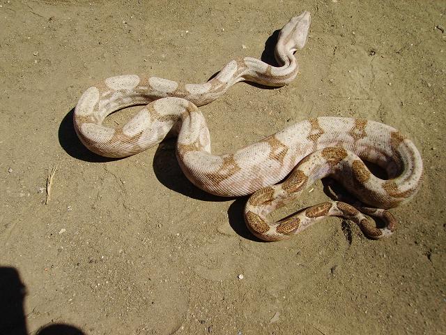 Male Hog Island boa