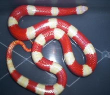 Awesome albino nelson milk