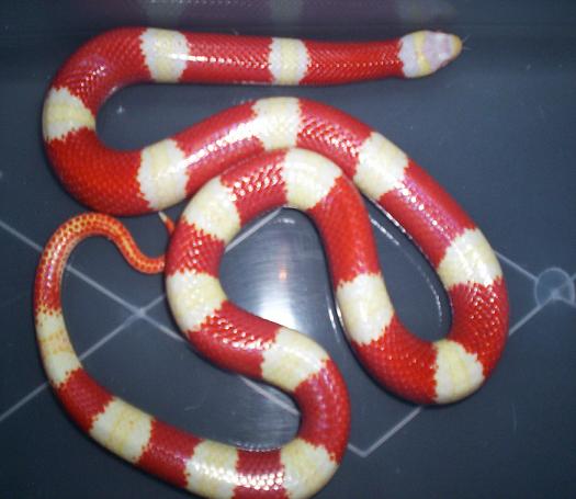 Awesome albino nelson milk